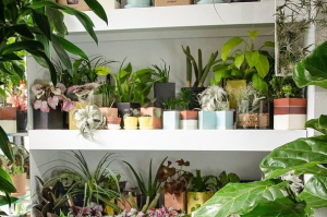 buy house plants online