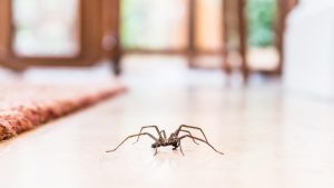 Pest Control Coolangatta