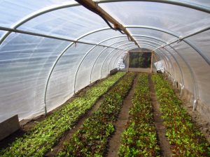 Commercial Gardening