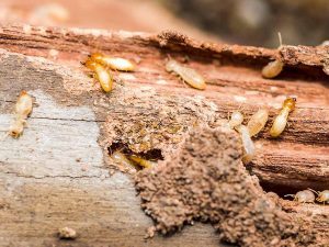 price for termite treatment